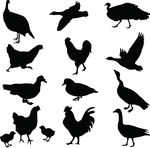 Fowl